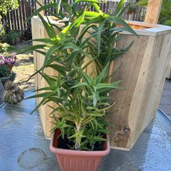 Inside Or Shade Plant