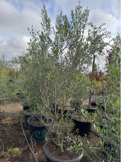 olive tree