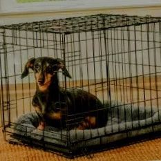 New Wire Dog Crate