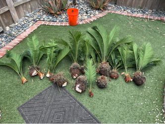 Sego Palm Pups