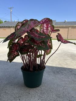 Caladium