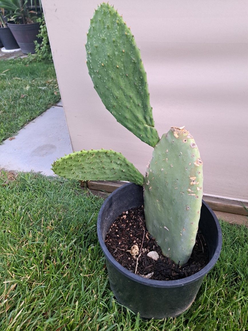 Nopal