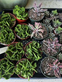 4” Succulent/cacti