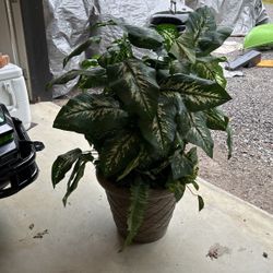 Artificial House Plant