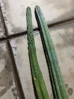 San Pedro cactus cuttings
