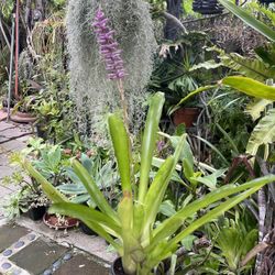 Match Stick Bromeliad Plant 