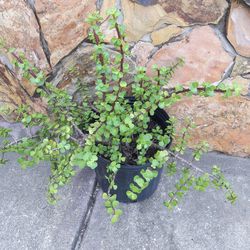 Succulent Elephant Bush Flower Pot Plant