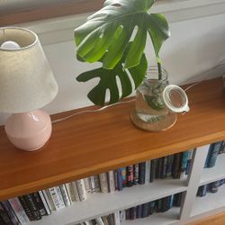 Monstera Propagations