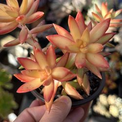 Succulent Plant 4” Pot 