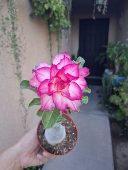 Dessert Rose Plant $30