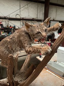 Mount Bobcat Taxidermy Mount