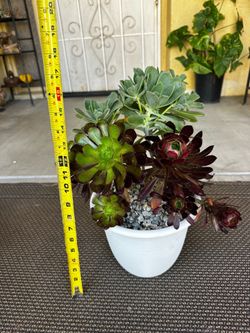 Arrangements / Arreglos