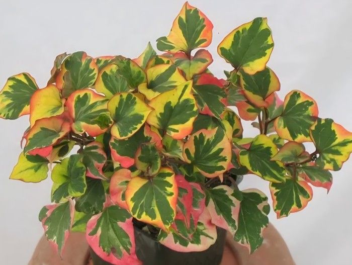Chameleon plant - Variegated