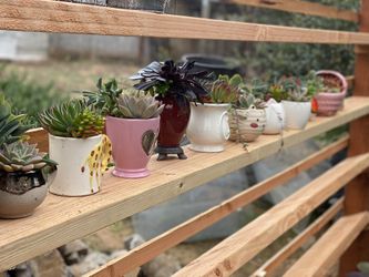 MINI SUCCULENT ARRANGEMENTS SALE $15!!!