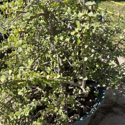 Elephant ear Succulents