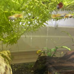 Yellow Guppy Pair