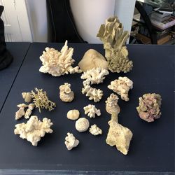 Skeleton Corals