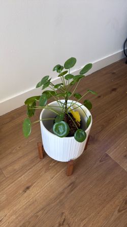 Chinese money plant with cute pot and stand