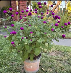 Beautiful Purple Gomphrena globosa !!!! This flowers are long-lasting . 1 gallon pot 8.5 Diameters  X  8 High  The plant size    H =  32”