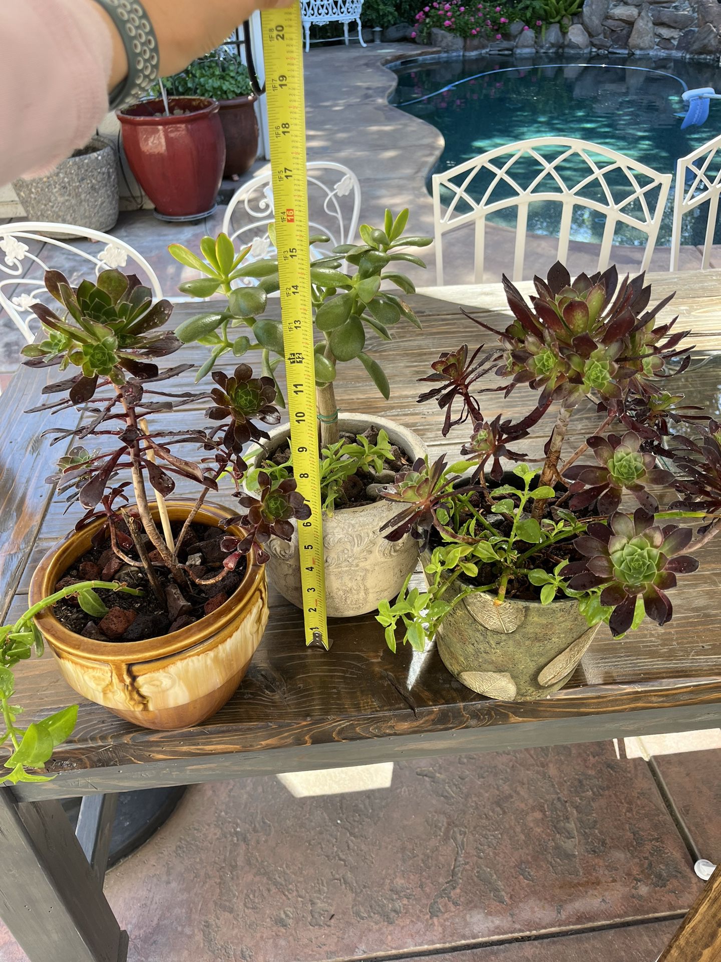 Potted Succulent Plants $20 each