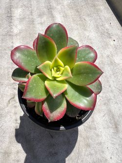 Aeonium kiwi succulent