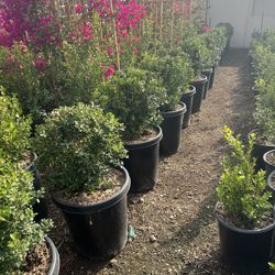 Boxwood Globes