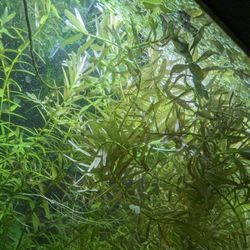 Fish Tank Aquatic Plants 