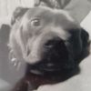 vick