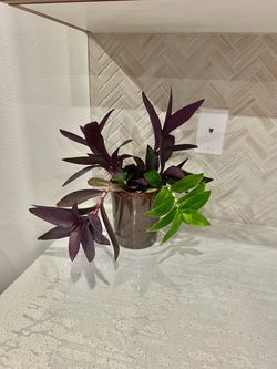 Tradescantia spathacea