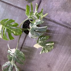 6” Monstera Albo