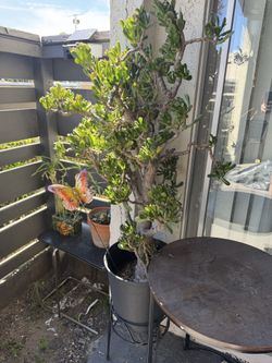 Jade succulent