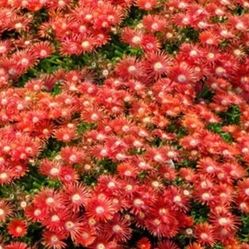 Red Ice Plants