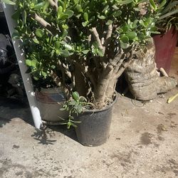 Plant