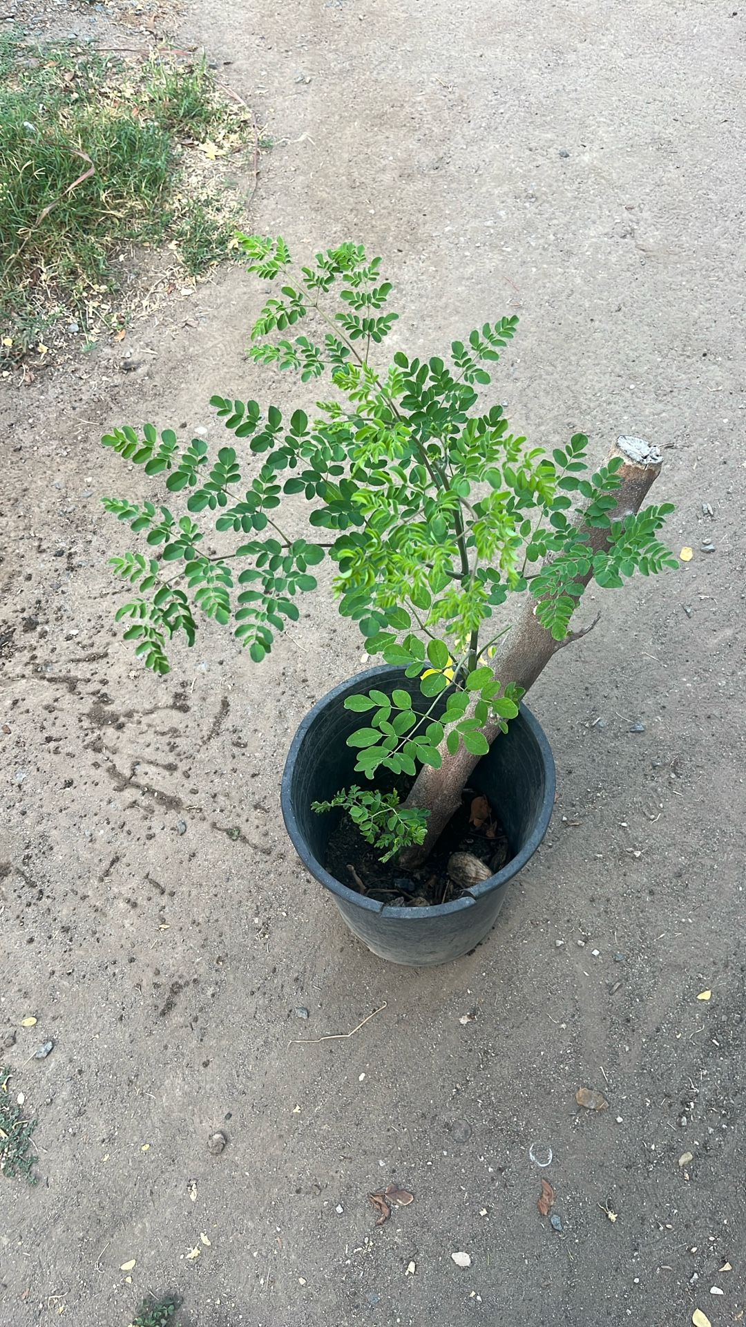 Moringa /malunggay Tree