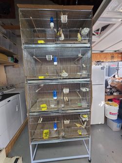 Canary cage
