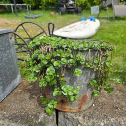 Metal Bucket with Plant Garden Decor