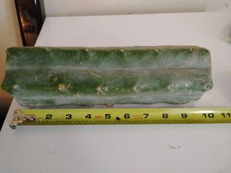 TB 12" Mid Cut Trichocereus Bridgesii Rooting Cutting