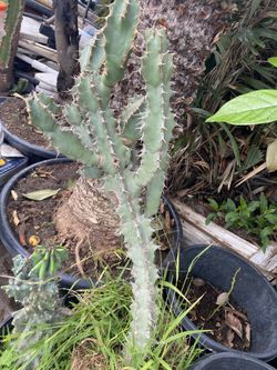 Cactus Beautiful (4 Available)