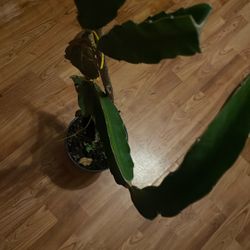 Dragon Fruit Plant 4 Ft Tall 