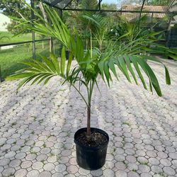 christmas palm adonidia merrillii (7 gallon)