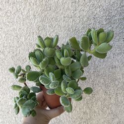 Beautiful Panda 🐼 Paw Succulent Plant