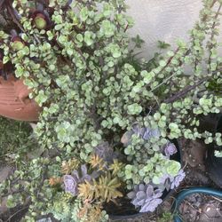 Succulent Plants