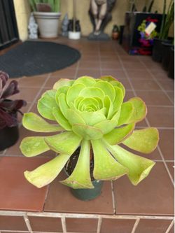 Green Aeonium Succulent