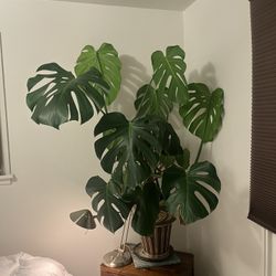 Montserra Plant- Sale Pending 