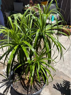 Mature Ponytail Palm ~ Full and healthy