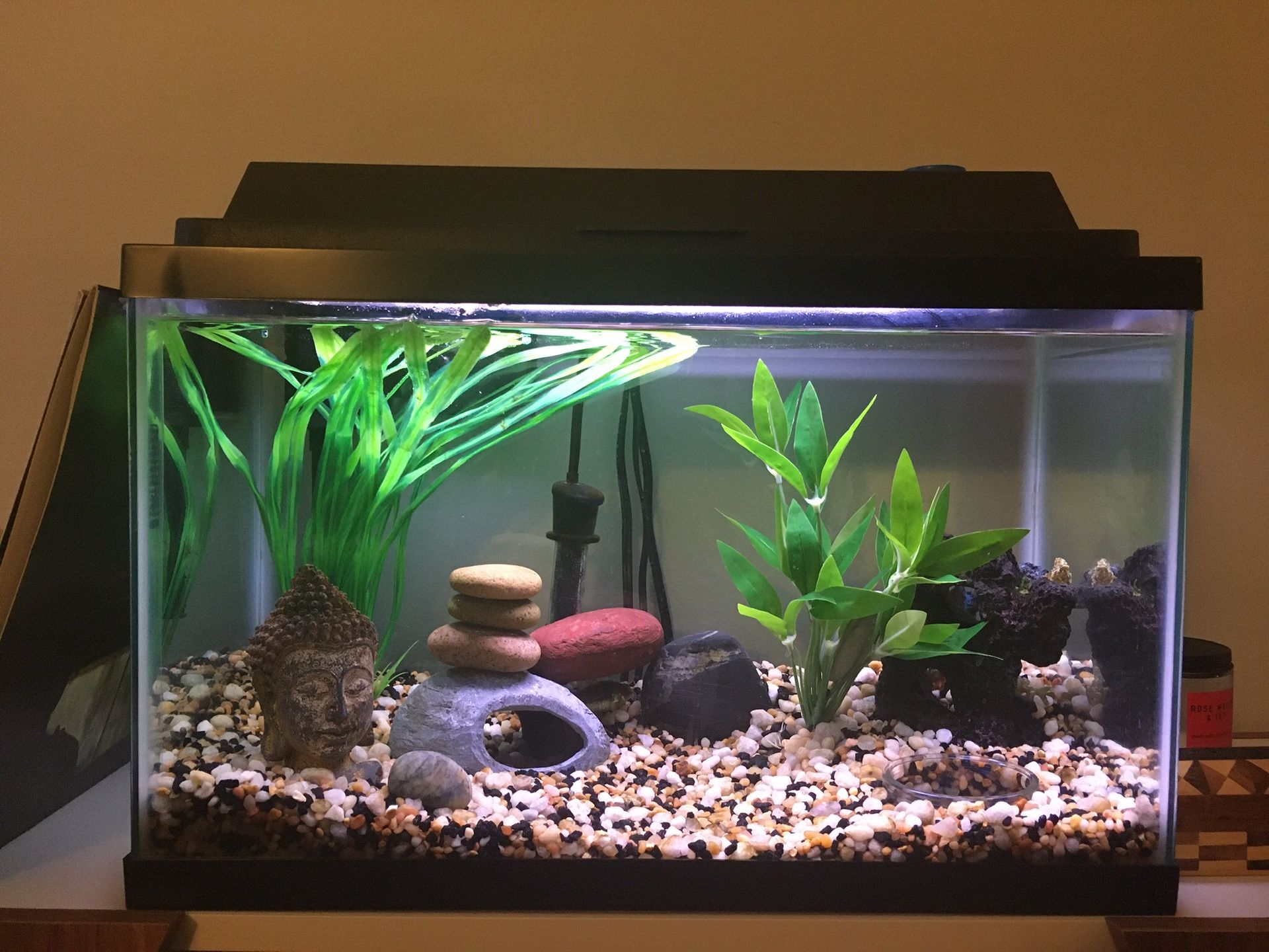 10 gallon fish tank aquarium with 2 Cory catfish