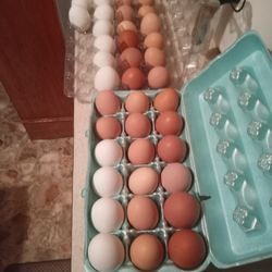 Fresh Organic Eggs 