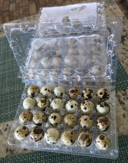 Quail Balut Eggs
