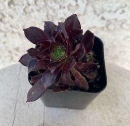 2 Inch Pot Succulent Plant - Aeonium Arboreum - Tree Aeonium - Black & Green - Rooted & Established - Drought Resistant 🪴 Perfect Baby & Wedding Show
