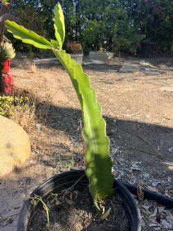 Dragon Fruit Plants 